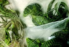 Oxnard man gets 5 years for crocodile smuggling