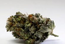 TSA says medical marijuana is allowed—check the destination