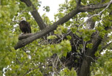 Contest begins to name two eaglets born in Chicago