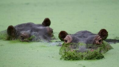 Colombia Hippos Seek Refuge in India Plan
