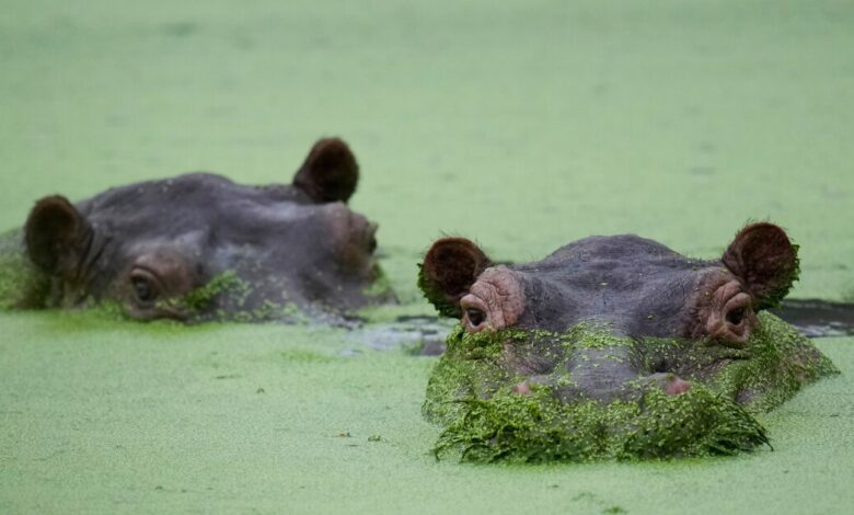 Colombia Hippos Seek Refuge in India Plan Colombia Hippos Seek Refuge in India Plan