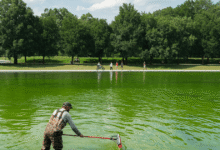 Swimming Pool Steve can’t explain Reflecting Pool yet