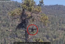 Eaglet Sandy tumbles from Big Bear nest during first try