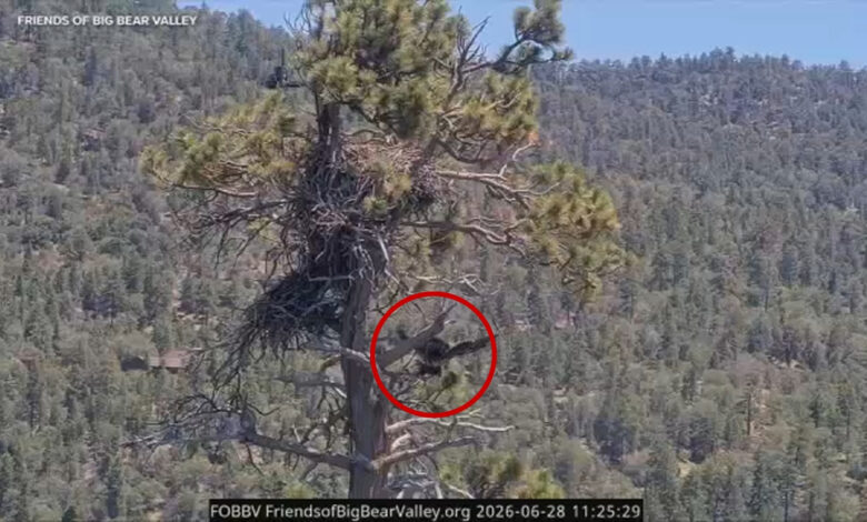 Eaglet Sandy tumbles from Big Bear nest during first try