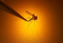 First West Nile-positive mosquito found in Berkshires