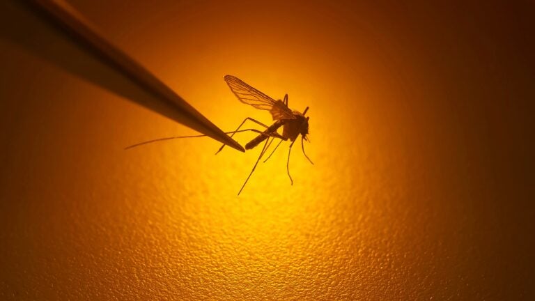 First West Nile-positive mosquito found in Berkshires