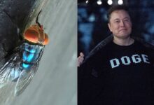 Screwworm reaches Texas, sparking DOGE funding worries