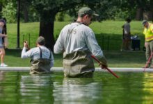Hayes mocks Fox claim as algae returns fast