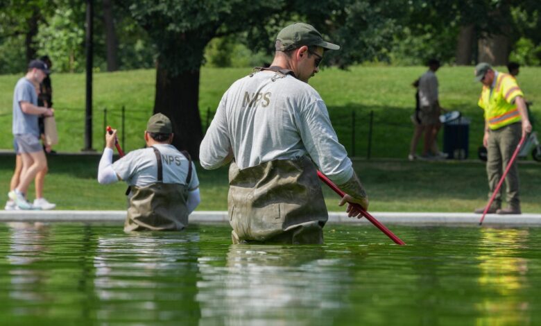Hayes mocks Fox claim as algae returns fast Hayes mocks Fox claim as algae returns fast