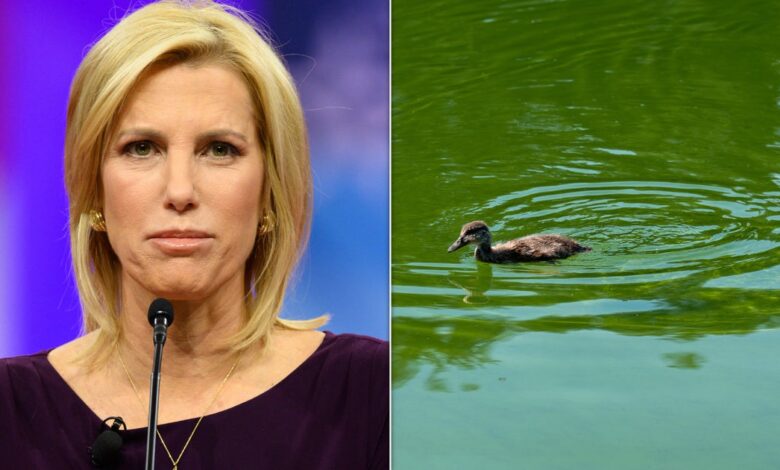 Ingraham calls vandalism Democrats’ fault over Reflecting Pool