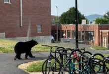 Bear removed from UMass Amherst after campus climb