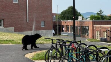 Bear removed from UMass Amherst after campus climb Bear removed from UMass Amherst after campus climb