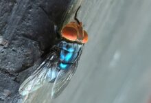 Warning issued as flesh-eating screwworm nears U.S.