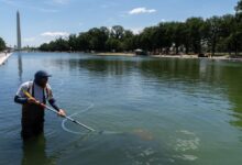 Trump struggles to erase algae from Reflecting Pool