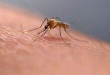 Scientists warn scratching bug bites fuels swelling cycle