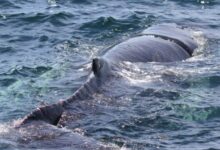 Entangled humpback freed by fast cuts off Massachusetts