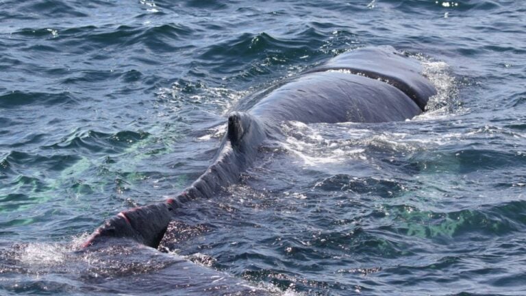 Entangled humpback freed by fast cuts off Massachusetts Entangled humpback freed by fast cuts off Massachusetts