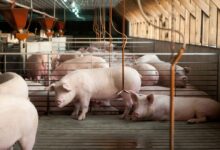 The M fight over pigs, pork and state power