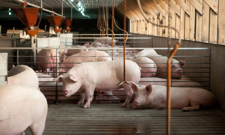 The M fight over pigs, pork and state power
