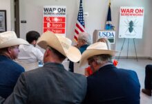 White House blames Biden as screwworm spreads in Texas