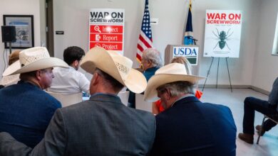 White House blames Biden as screwworm spreads in Texas