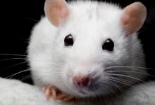 Pet snakes drive hidden rodent factory farming surge
