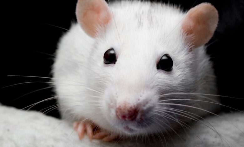 Pet snakes drive hidden rodent factory farming surge