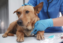 Fireworks boom hits fearful dogs—here’s what to do
