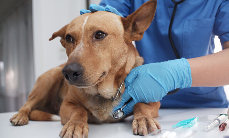 Fireworks boom hits fearful dogs—here’s what to do