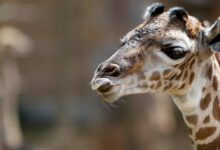 Escaped giraffe Gracie highlights Texas exotic breeding industry