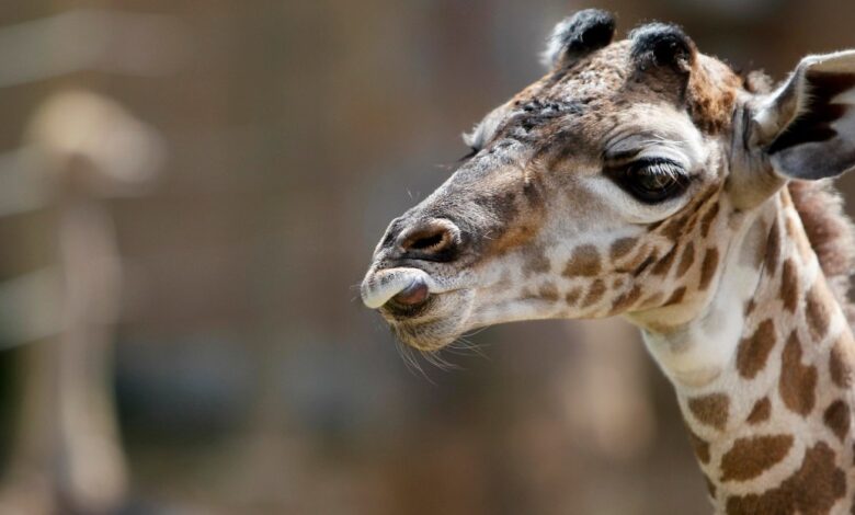 Escaped giraffe Gracie highlights Texas exotic breeding industry