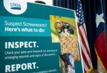 FDA clears first generic treatment for screwworm pets