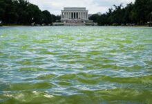Trump’s Reflecting Pool Renovations Collapse Into Green Algae