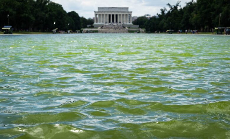 Trump’s Reflecting Pool Renovations Collapse Into Green Algae Trump’s Reflecting Pool Renovations Collapse Into Green Algae