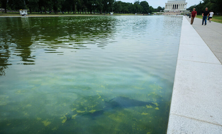 million reflecting pool project turns green, peels million reflecting pool project turns green, peels