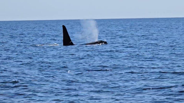 Old Thom spotted alone off Cape Cod again