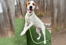 Luke, 7-Month-Old Hound, Brings Smiles to Every Room