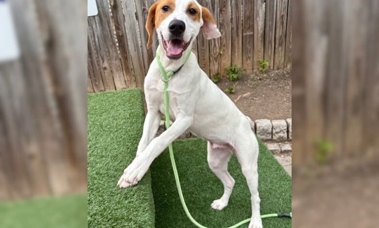 Luke, 7-Month-Old Hound, Brings Smiles to Every Room
