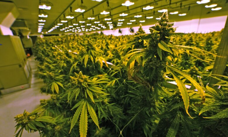 Virginia deal sets July 2027 marijuana retail rollout Virginia deal sets July 2027 marijuana retail rollout
