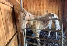 Over a foot of manure: MSPCA rescues 13 animals