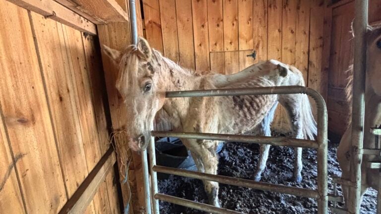 Over a foot of manure: MSPCA rescues 13 animals