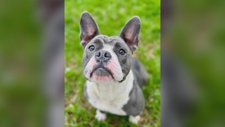Foster dog stolen on Saugus hike found dead Foster dog stolen on Saugus hike found dead