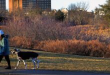 Beverly issues coyote warning after dog attack