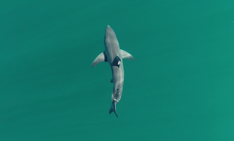 El Niño could bring sharks to beaches that have never seen them El Niño could bring sharks to beaches that have never seen them