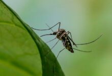 Sterile mosquitoes and moral limits: the stakes stay high