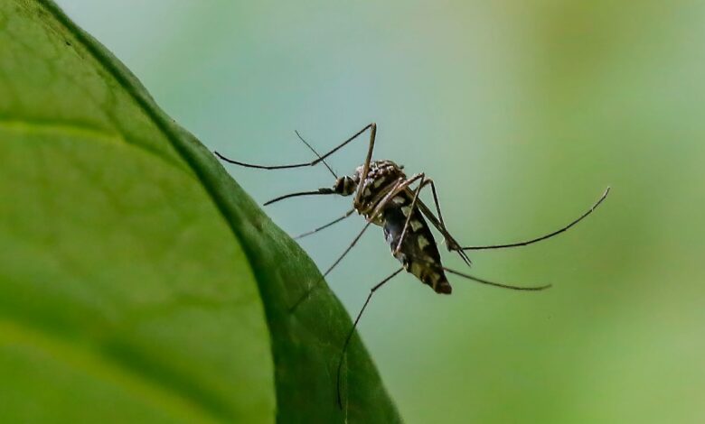 Sterile mosquitoes and moral limits: the stakes stay high