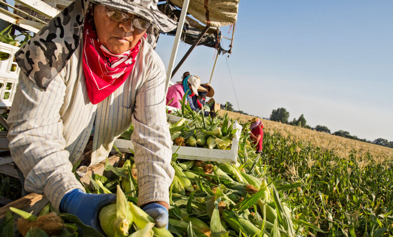 Idaho dairy workers spark GOP split over deportations