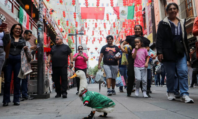 Merlin the viral Mexican duck steals World Cup buzz Merlin the viral Mexican duck steals World Cup buzz