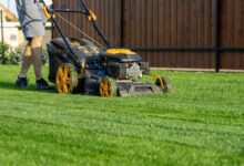 Drought-battered lawns: Sandor urges less mowing, no fertilizer