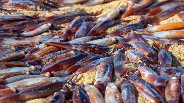 Thousands of Dead Squid Wash Up in Provincetown Thousands of Dead Squid Wash Up in Provincetown